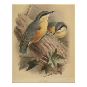 Poster Illustration vintage de Nuthatch