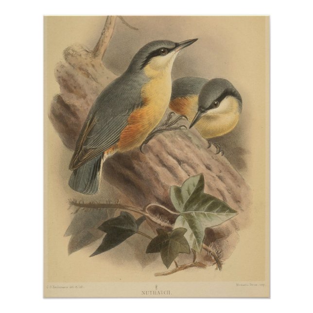 Poster Illustration vintage de Nuthatch (Devant)