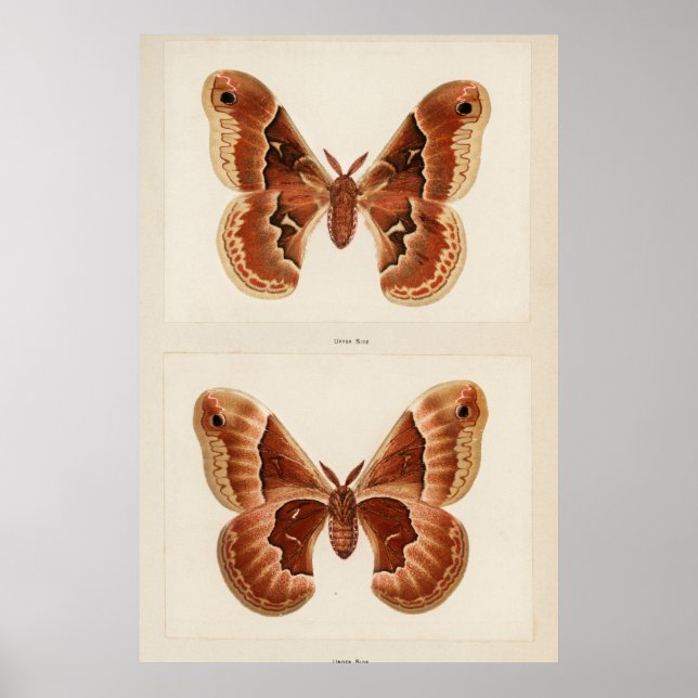 Poster Illustration vintage de papillon (Devant)