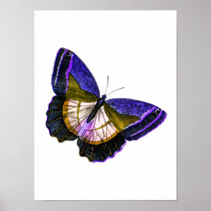 Poster Illustration vintage de papillon de pourpre et