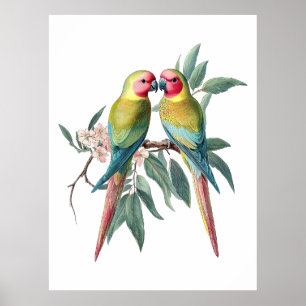 Poster Illustration vintage de perroquets princesse