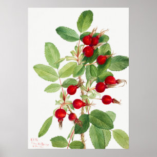 Poster Illustration vintage de Rosehip