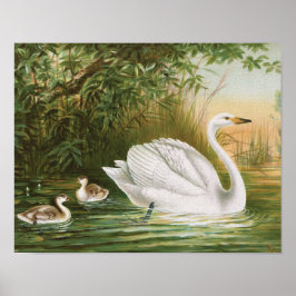 Poster Illustration Vintage de "Whooper Swan"