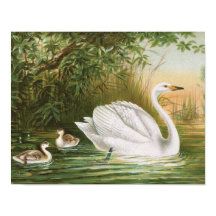 Illustration Vintage de "Whooper Swan"