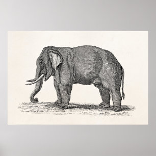 Poster Illustration vintage d'éléphant de 1800s -