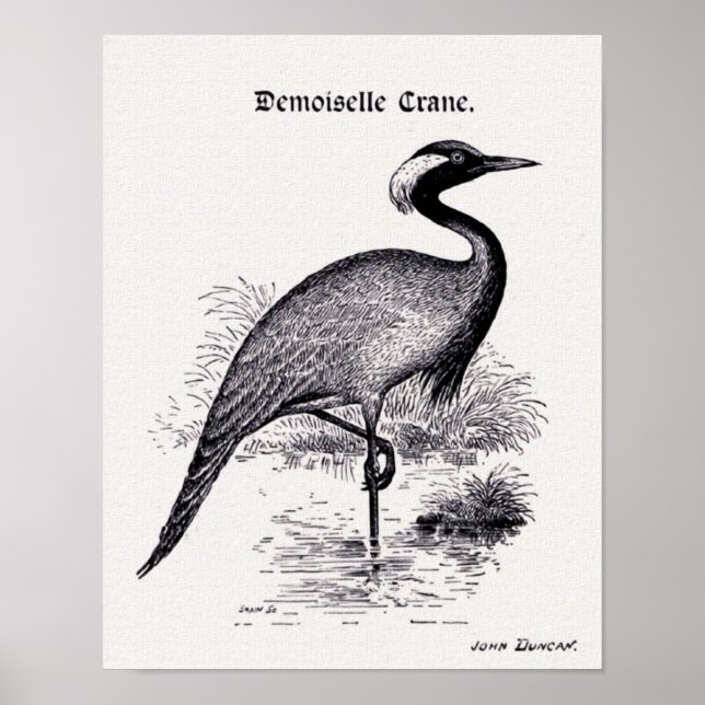 Poster Illustration Vintage "Demoiselle Crane" (Devant)
