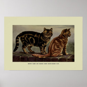 Poster Illustration vintage des chats