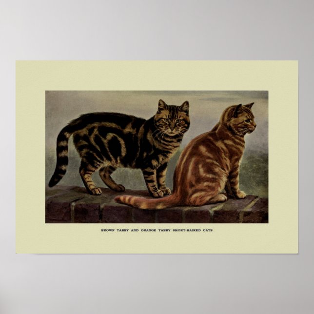 Poster Illustration vintage des chats (Devant)
