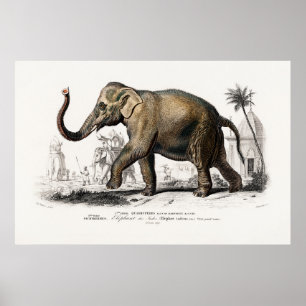 Poster Illustration vintage des éléphants asiatiques de 1