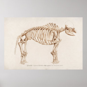 Poster Illustration vintage des mamographies