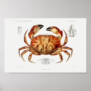 Poster Illustration vintage des mollusques