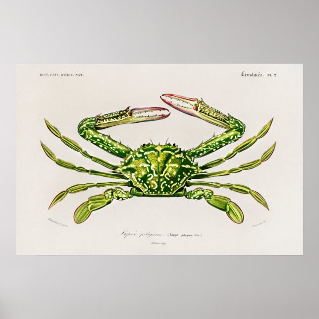 Poster Illustration vintage des mollusques (Devant)