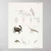 Illustration vintage des mollusques