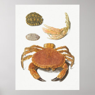 Poster Illustration vintage des mollusques
