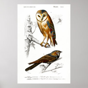 Poster Illustration vintage des oiseaux