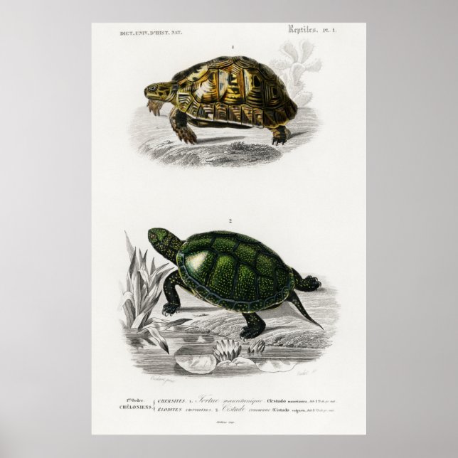 Poster Illustration vintage des tortues (Devant)