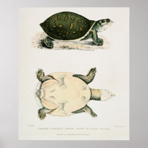 Poster Illustration vintage des tortues