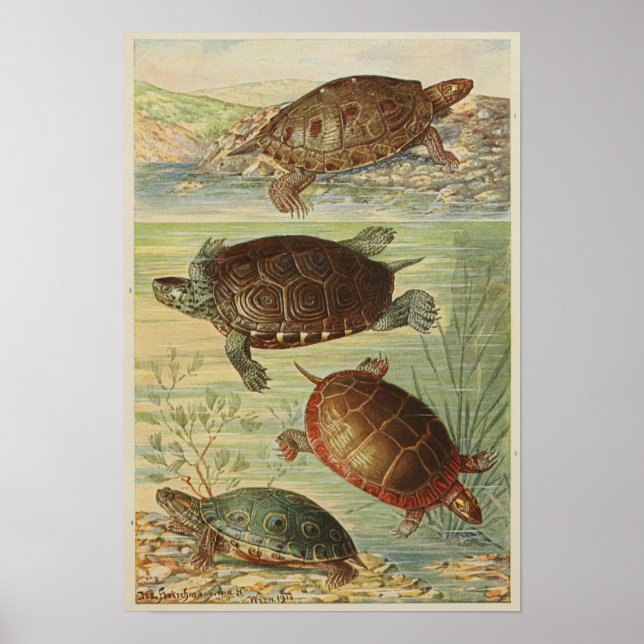 Poster Illustration vintage des tortues (Devant)