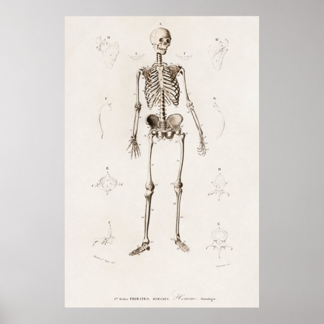 Poster Illustration vintage Diagramme de squelette humain (Devant)