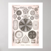 Illustration Vintage Diatomées