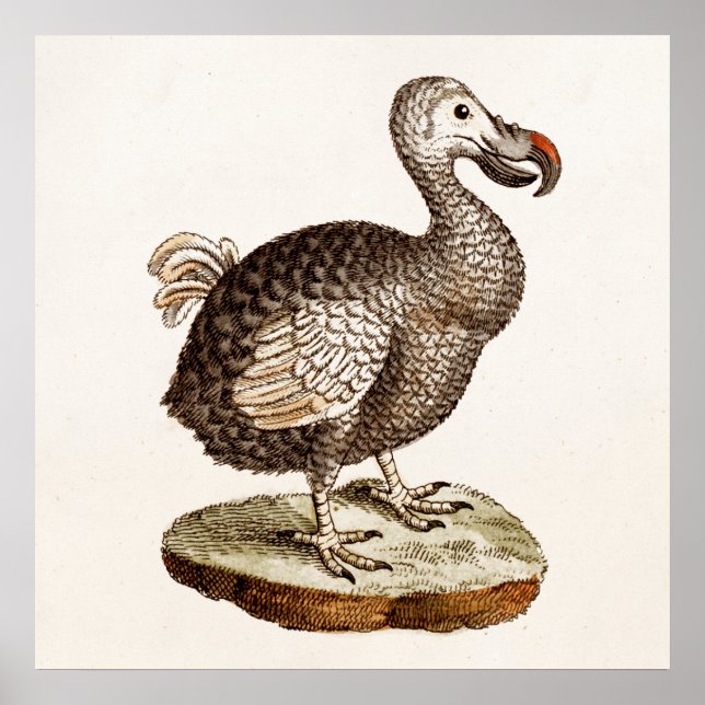 Poster Illustration vintage Dodo Bird 1700s Dodo Birds (Devant)