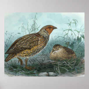 Poster Illustration vintage d'oiseau de cailles