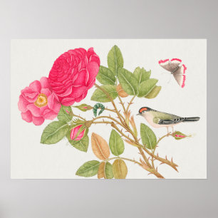 Poster Illustration vintage d'oiseaux