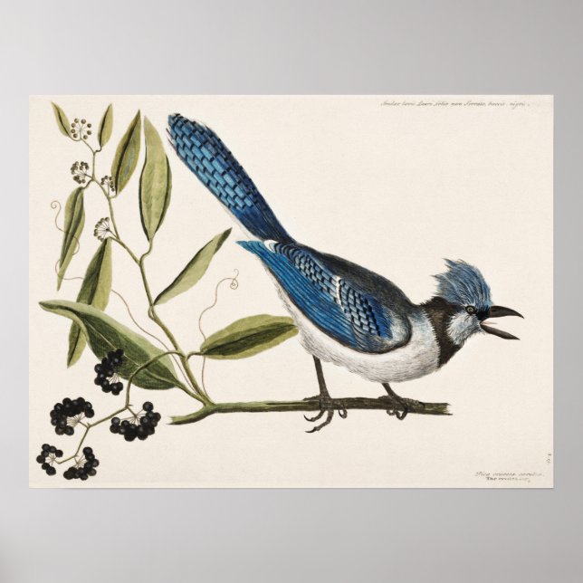Poster Illustration vintage d'oiseaux (Devant)