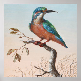 Poster Illustration vintage d'oiseaux