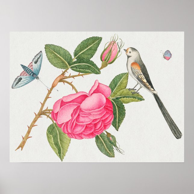 Poster Illustration vintage d'oiseaux (Devant)