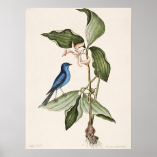 Poster Illustration vintage d'oiseaux