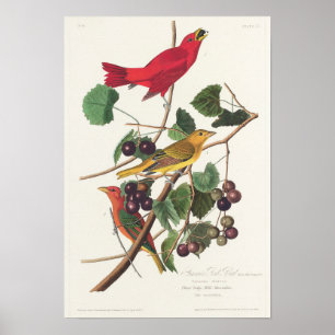 Poster Illustration vintage d'oiseaux