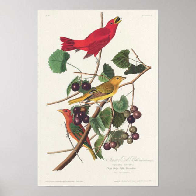 Poster Illustration vintage d'oiseaux (Devant)