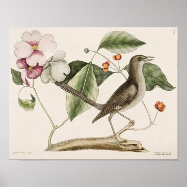 Poster Illustration vintage d'oiseaux (Devant)