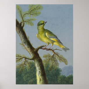 Poster Illustration vintage d'oiseaux