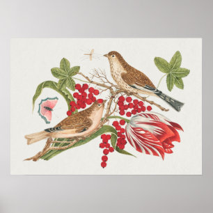 Poster Illustration vintage d'oiseaux