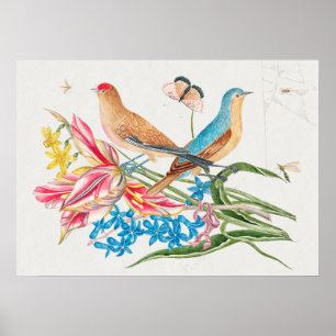 Poster Illustration vintage d'oiseaux