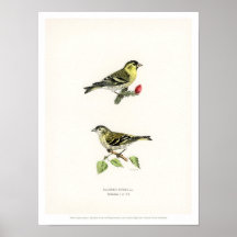 Illustration vintage d'oiseaux - Siskin