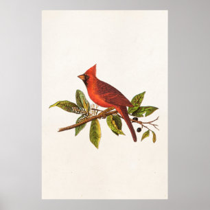 Poster Illustration vintage du cardinal Song - années 180