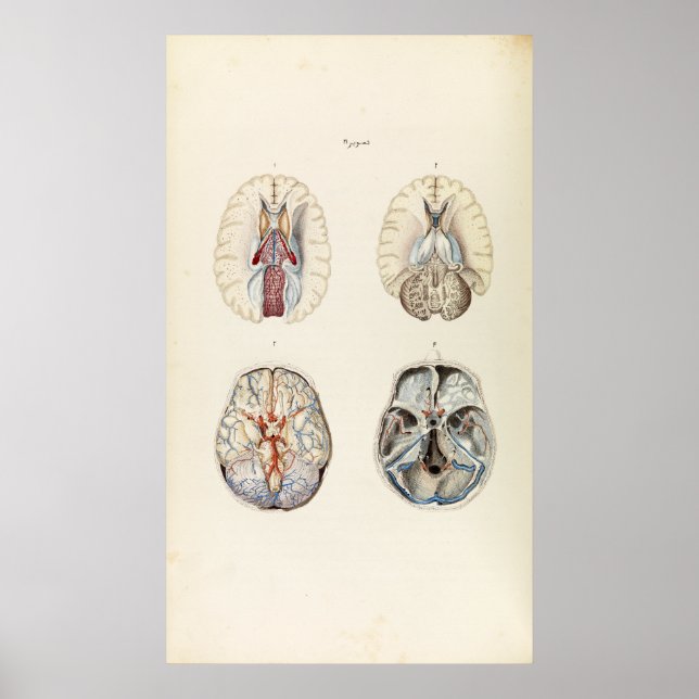 Poster Illustration vintage du cerveau humain (Devant)