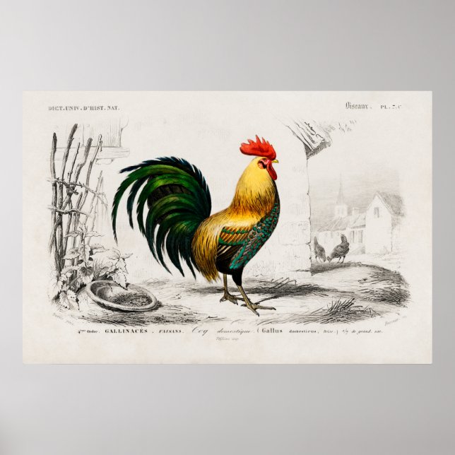 Poster Illustration vintage du coq (Devant)