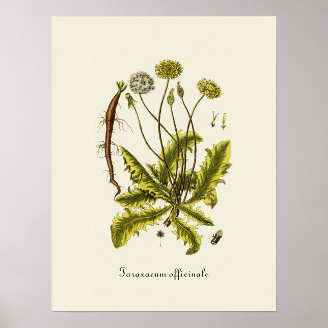 Poster Illustration vintage du Dandelion (Devant)