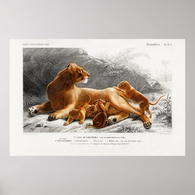 Poster Illustration vintage du lion (Devant)