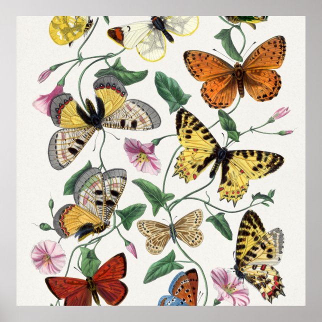 Poster Illustration Vintage du papillon d'impression (Devant)