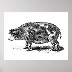 Poster Illustration vintage du porc domestique - 1800's P