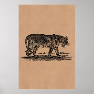 Poster Illustration vintage du tigre - Tigres des années 