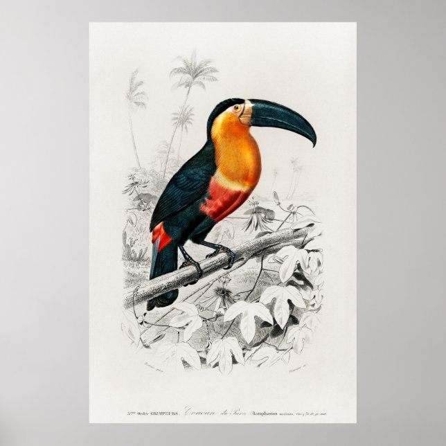 Poster Illustration vintage du Toucan (Devant)