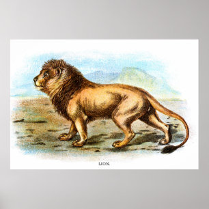 Poster Illustration vintage d'un animal de lion