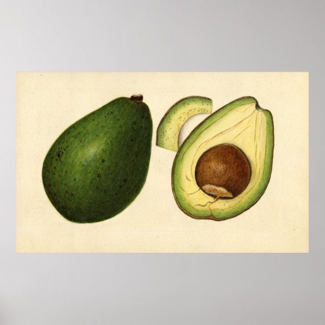 Poster Illustration vintage d'un Avocado 2 (Devant)