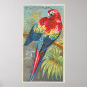 Poster Illustration vintage d'un perroquet macaw (1889)